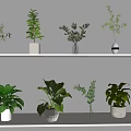 Decorative Bonsai Potted Plants On Indoor Shelf With White Pots And Lush Green Foliage