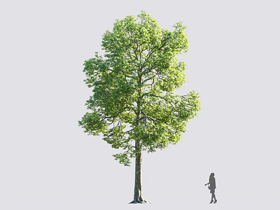 Tall Tree With Lush Green Leaves And A Person Silhouette Standing Nearby 3d model
