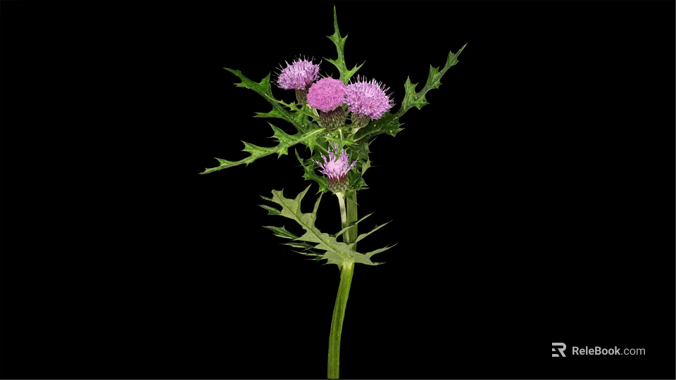 Thistle Plant with Green Stem Spiky Leaves and Pink Flowers on Black Background 3d model 