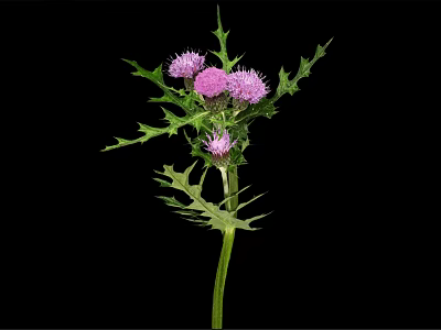 Thistle Plant with Green Stem Spiky Leaves and Pink Flowers on Black Background 3d model