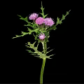 Thistle Plant with Green Stem Spiky Leaves and Pink Flowers on Black Background