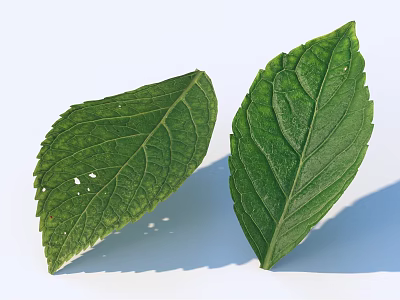 Fresh Green Leaves With Visible Veins And Natural Holes On White Background 3d model