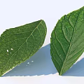 Fresh Green Leaves With Visible Veins And Natural Holes On White Background