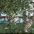 Lush Green Bush With Lemons White Flowers Purple Blooms Near Lake And Rocks