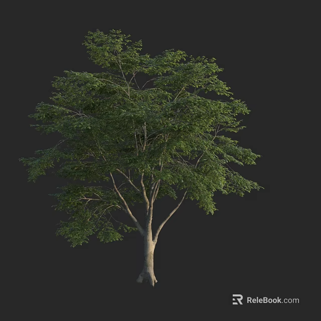 Tall Arbor With Lush Green Foliage And Straight Trunk In Isolated Black Background 3d model 
