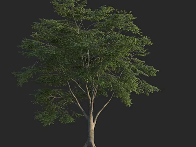 Tall Arbor With Lush Green Foliage And Straight Trunk In Isolated Black Background 3d model