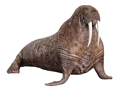 Walrus Aquatic Animal With Long Tusks Thick Skin Flippers And Lying Posture 3d model