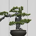 Bonsai Plant in Black Pot on Wooden Stand Against Light Striped Wall