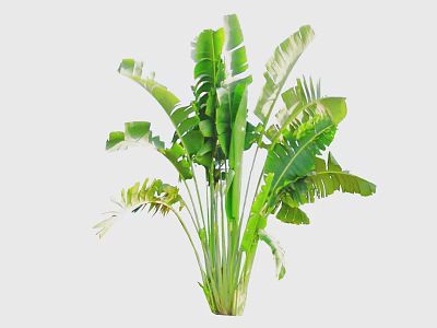Large Tropical Banana Leaf Plant With Lush Green Foliage For Indoor Decor 3d model
