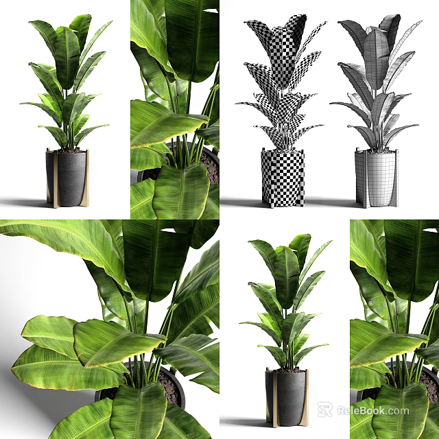 Bonsai Potted Plants With Large Green Leaves And Decorative Patterned Pots 3d model 