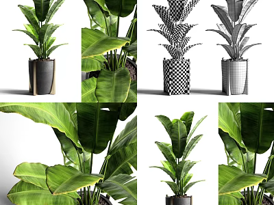 Bonsai Potted Plants With Large Green Leaves And Decorative Patterned Pots 3d model
