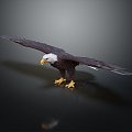 Modern Eagle Golden Eagle 3d model