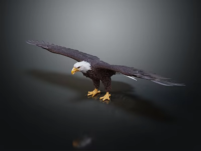 Majestic Bald Eagle Spreading Wings Standing On Dark Background With Reflection 3d model