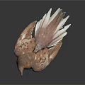 Brown Pigeon with White Tail Feathers Standing on Shiny Black Reflective Surface
