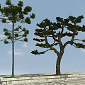 Two Trees with Straight Trunk and Curved Pine on Stone Pavement Green Grass Blue Sky