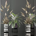 Bonsai Potted Plants With Gold Green Leaves In Black White Striped Pots On Black Bases