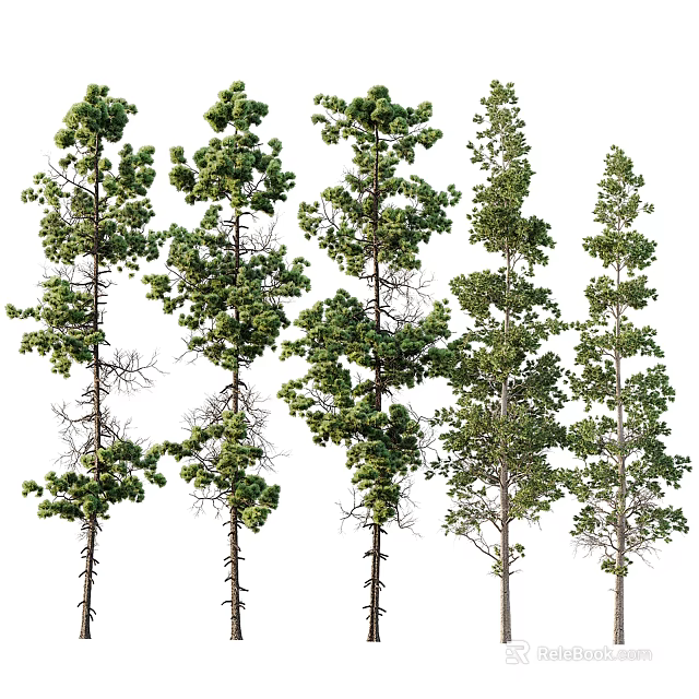 Various Types Of Tall Trees With Green Foliage And Different Crown Shapes 3d model 