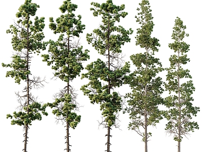 Trees Landscape Trees 3d model