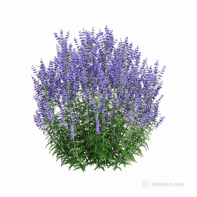 Purple Lavender Bushes With Lush Green Leaves And Vibrant Blooms In Natural Garden Setting 3d model 