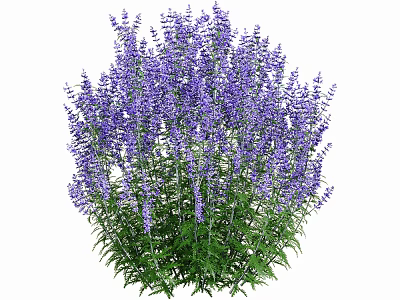 Purple Lavender Bushes With Lush Green Leaves And Vibrant Blooms In Natural Garden Setting 3d model