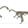 Two Dinosaur Skeletons Standing Face To Face In Museum Exhibit Setup