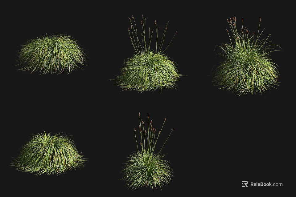 Various Green Clumped Shrubs Displayed in Natural Forms on Black Background 3d model
