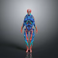 Human Anatomy 3D Model With Red Blue Vessels And Skeletal Structure Visualization