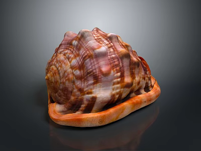 Conch Spiral Shell With Colorful Brown And Orange Patterns Marine Aquatic Animal 3d model