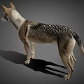 Realistic 3D Render Of Standing Dog With Gray Brown White Fur