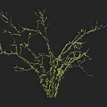 Green Arbor Tree With Slender Branching Structure On Black Background 3d model