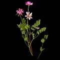 Clover Plant With Purple And White Flowers Green Leaves Against Black Background