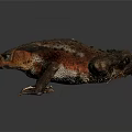 Close Up of Brown and Orange Toad with Rough Skin on Dark Background