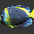 Colorful Blue Yellow Tropical Fish With Vibrant Scales And Dark Background Reflection