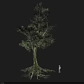 Tall Arbor With Thick Trunk Dense Green Foliage Exposed Roots And Small Human Figure