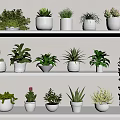 Bonsai Potted Plants Variety of White Ceramic Pots on Shelf Display with Green Foliage