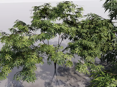 japan maple acum maple tree big tree park big tree courtyard big tree landscape big tree greening plant 3d model