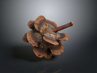 Natural Pine Cone Decorative Accessory For Daily Life Supplies And Home Use 3d model