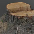 Arbor Tree Stump Showing Cut Surface Exposed Roots And Wooden Texture In Natural Environment