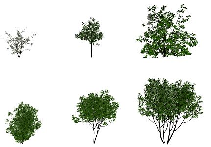 modern shrub viburnum shrub 3d model