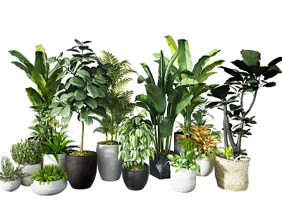 Various Green Potted Plants With Different Leaves And Decorative Pots For Indoor Decoration 3d model