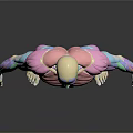 3D Colorful Human Muscle Anatomy Model Medical Device For Medical Education And Anatomical Study
