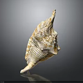 Beautiful Orange White Conch Shell With Spiral Texture On Dark Background