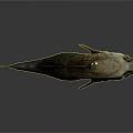 Bass Fish With Detailed Scales And Fins On Gray Smooth Surface With Reflection