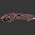 Red Beetle Insect With Detailed Rough Texture On 3D Rendered Gray Background