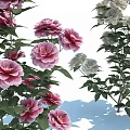 Vibrant Pink and White Garden Flowers with Lush Green Leaves and Stems