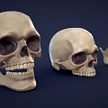 Anatomical Display Of Two Human Skulls With Mandible And Skeleton Parts