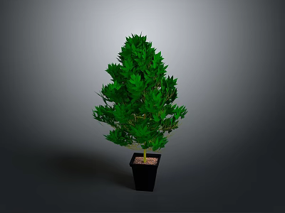 Green Potted Plant With Lush Fresh Leaves In Black Decorative Pot 3d model