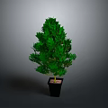 Green Potted Plant With Lush Fresh Leaves In Black Decorative Pot