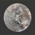 Natural Wooden Tree Stump Decorative Piece On Round Stone Base