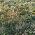 Wildflowers And Green Grass Growing In Natural Outdoor Field With Yellow Blooms